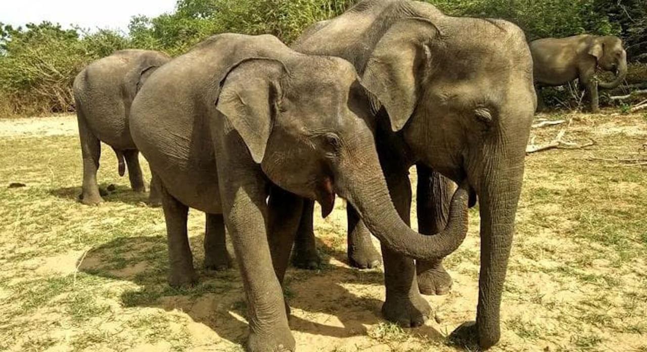 A4 * Udawalawe